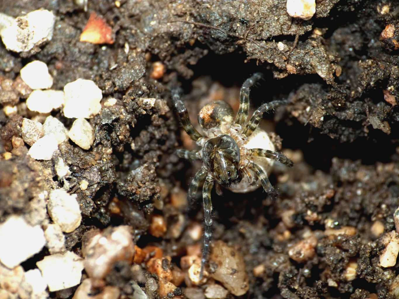 Arctosa similis e A. lacustris sul fiume - S. Teresa G. (OT)